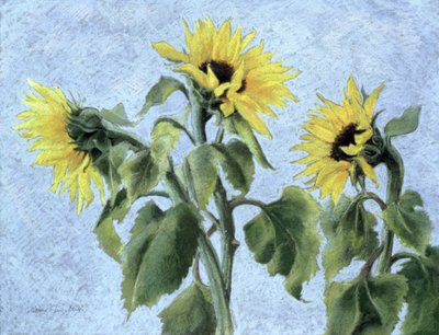 Sunflowers, 1996 by Cristiana Angelini